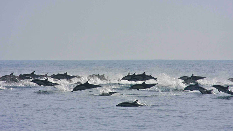 dolphins